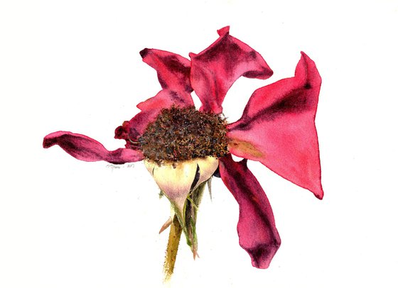 The Heady Aroma Of The Dusk Rose