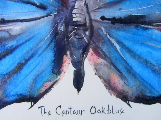 The Centaur Oakblue (Amblypodia Cantaurus)