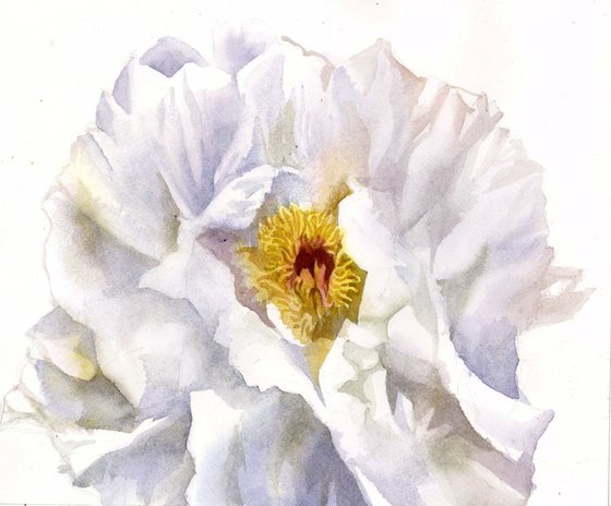 White peony watercolor floral