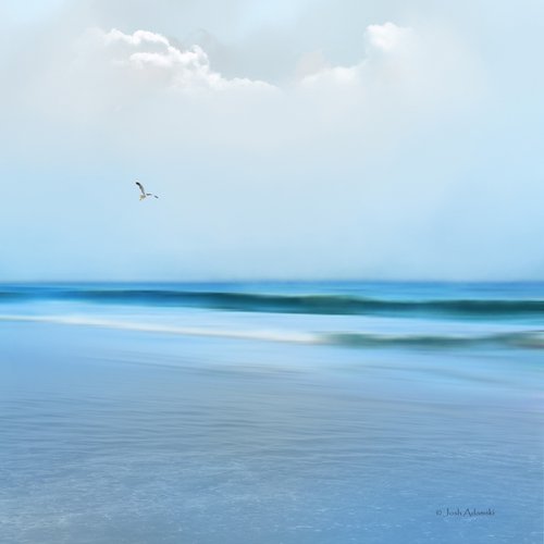 seagull by Josh Adamski
