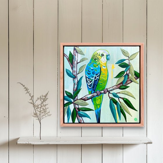 Budgie Beauties: Tango