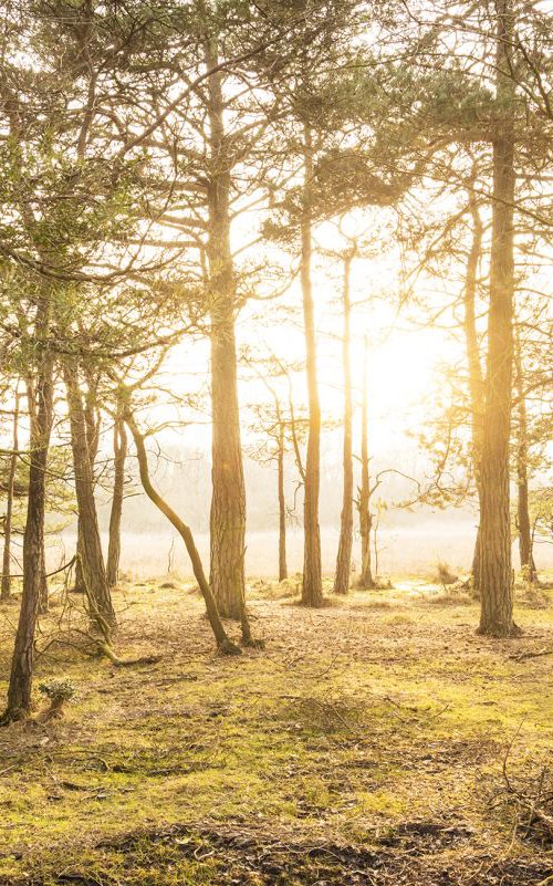 SUNSET THROUGH THE TREES. by Andrew Lever