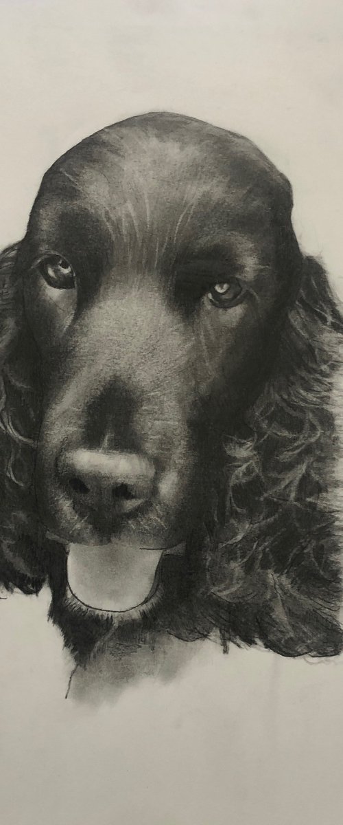 Dog Portrait - Commissions by Patrick Palmer