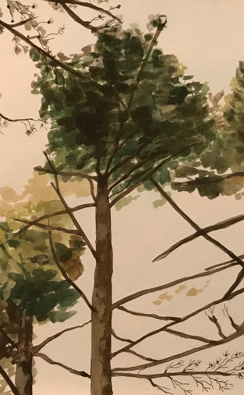 Tree Study by Kitty  Cooper