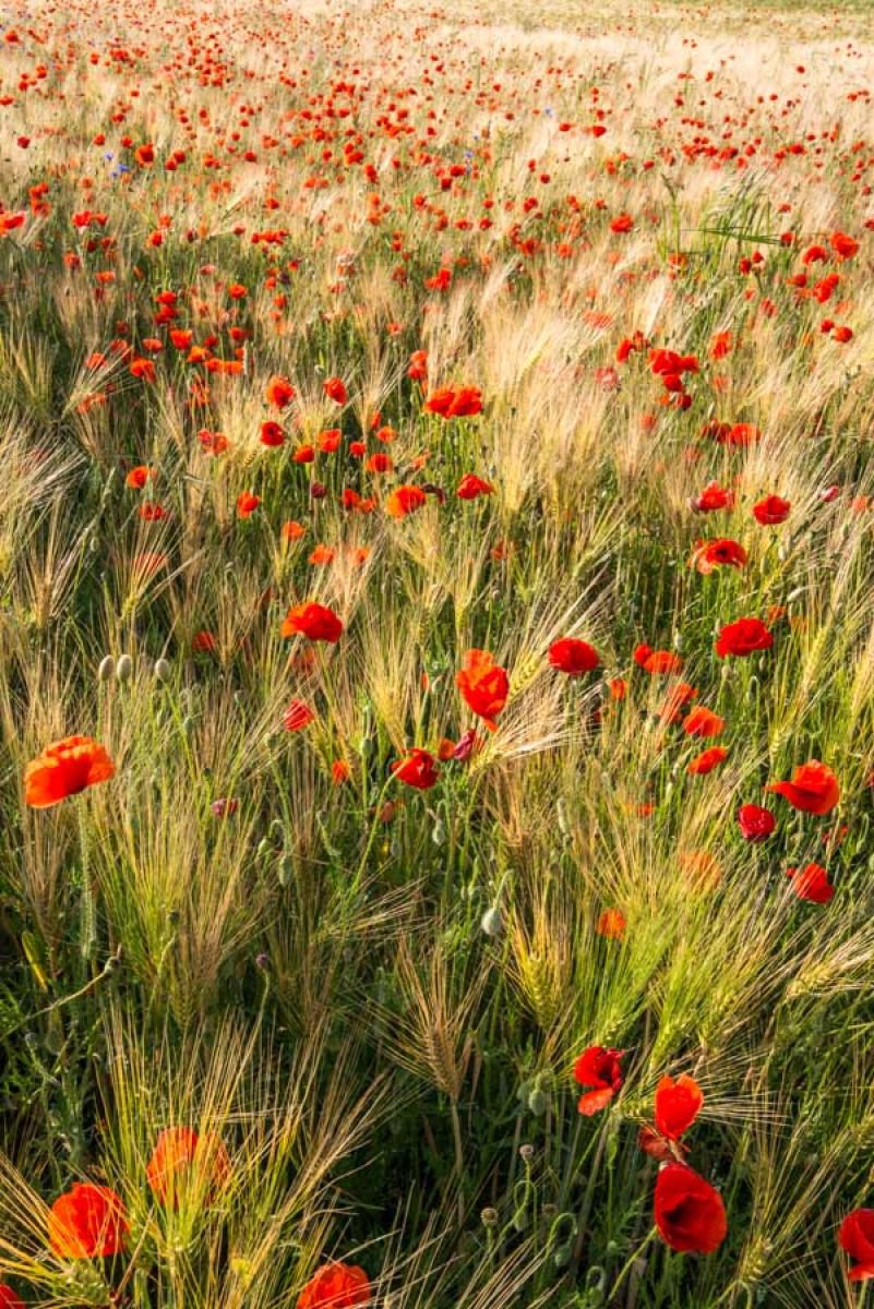 Poppy Meadow - A3 by Ben Robson Hull