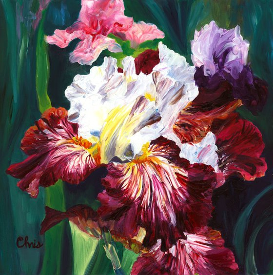 "Brazilian Holiday" Bearded Iris