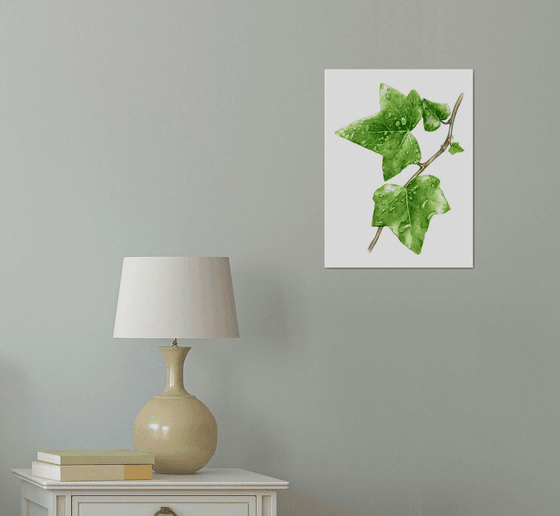 Green ivy leaves with dew drops.