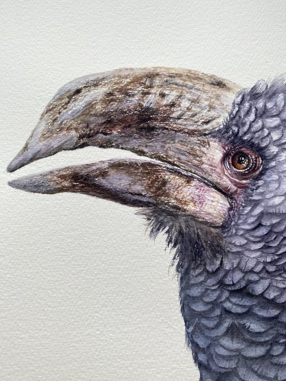 Grey-cheeked hornbill