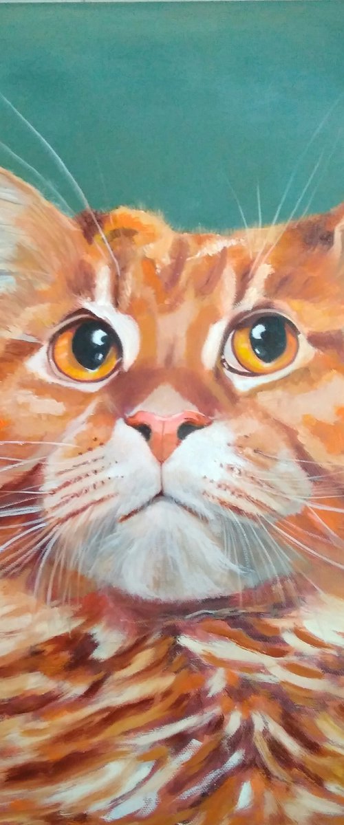 Red cat Maine Coon by Yulia Berseneva