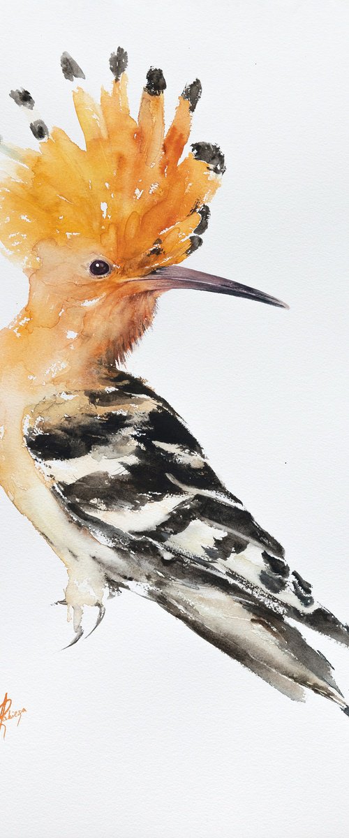 hoopoe by Andrzej Rabiega