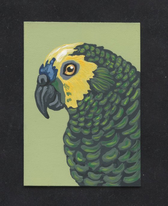 ACEO ATC Original Miniature Painting Green Blue Front Amazon Parrot Pet Bird Art-Carla Smale