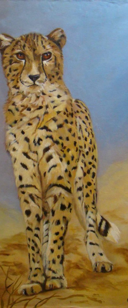 Cheetah by Anne Zamo