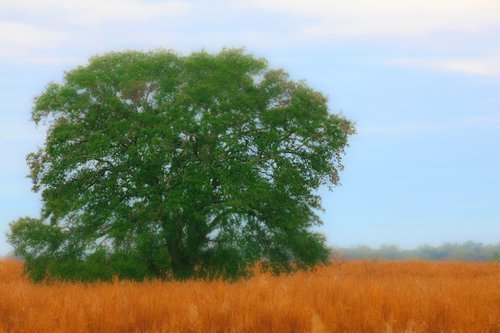 "Oak in Field" by John McManus