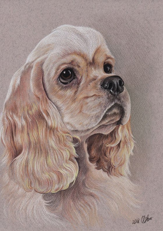 Portrait of american cocker spaniel. 21cm x 30cm. Pastels on colored paper