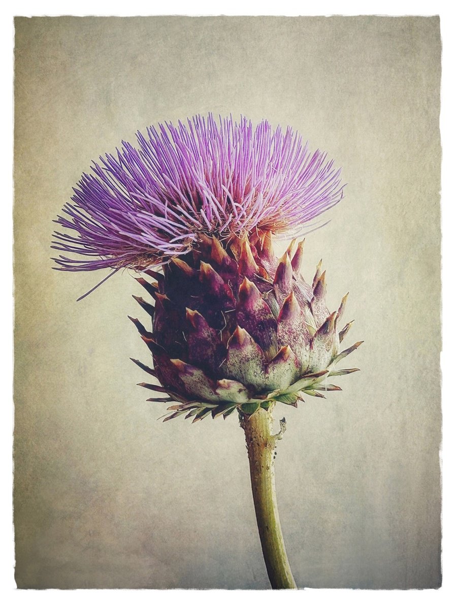 ARTICHOKE FLOWER by SARAH PARSONS