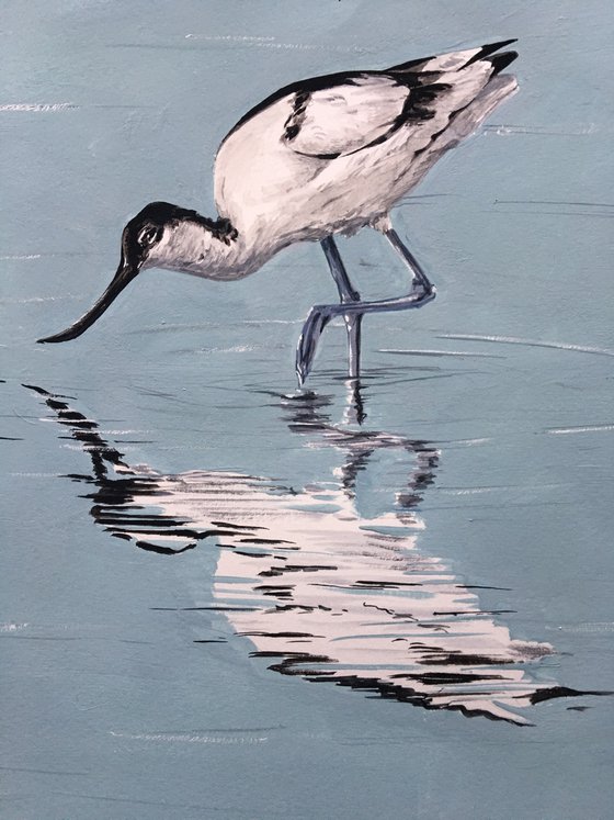 Avocet Feeding