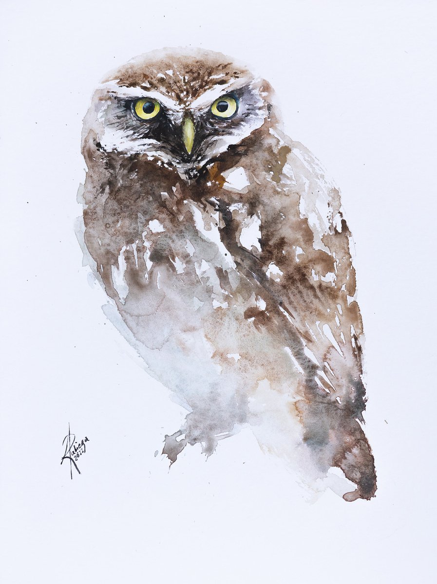 Little Owl by Andrzej Rabiega