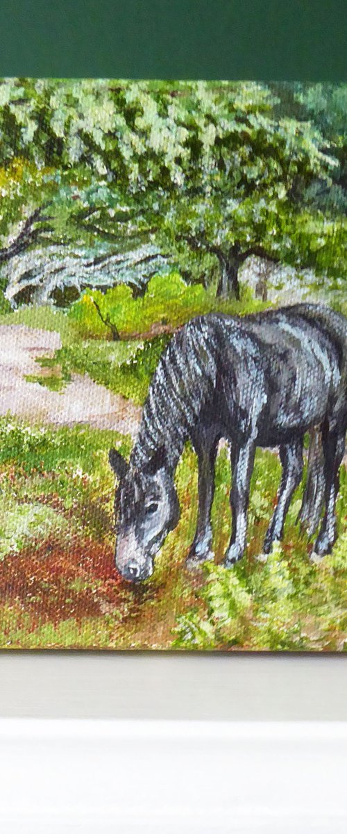 New Forest Pony, Bolderwood by Jacqueline Talbot