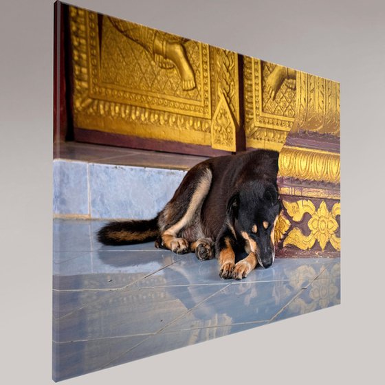 Temple Dogs of Laos No.5