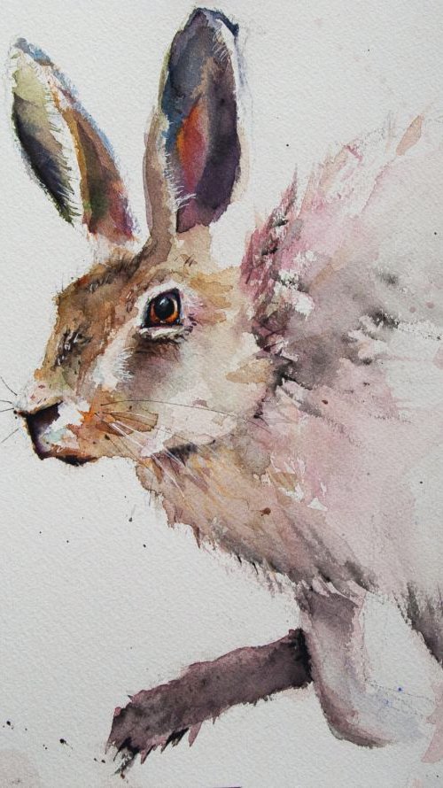 Wild Hare by Tomasz Mikutel