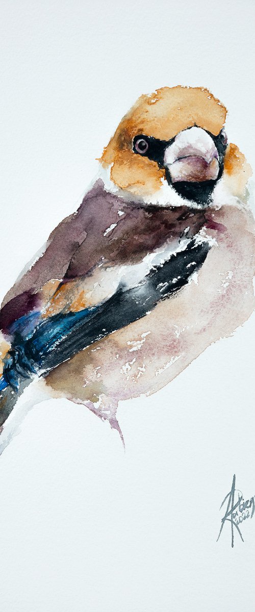 Hawfinch by Andrzej Rabiega