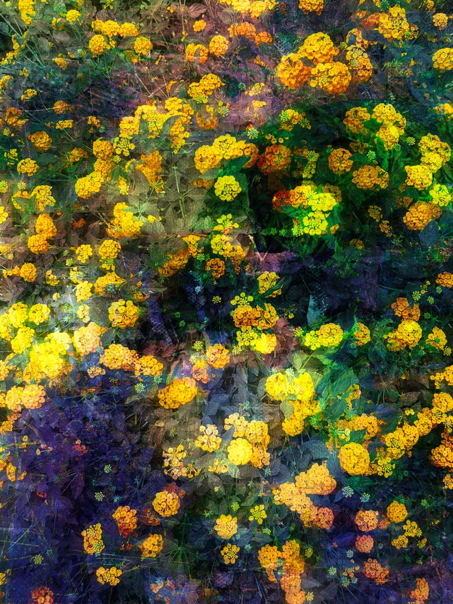 Impressionistic Botanical Photograph By Viet Ha Tran, 19 X 25", Portrait Of Yellow, Original Artwork