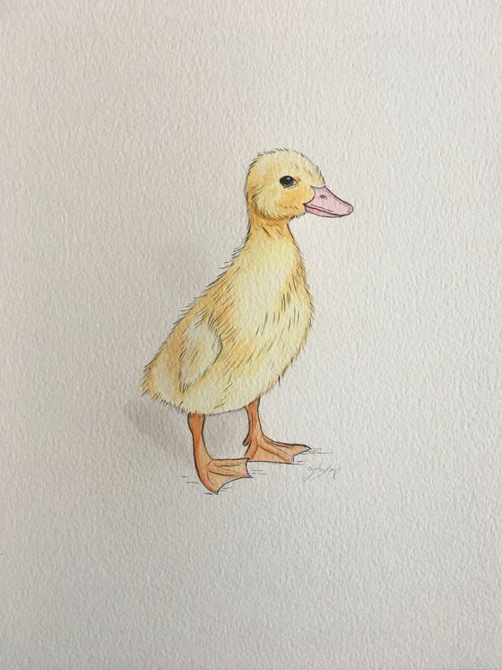 Yellow duckling