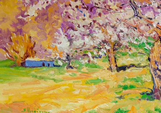 Blooming Apricot Trees, Spring