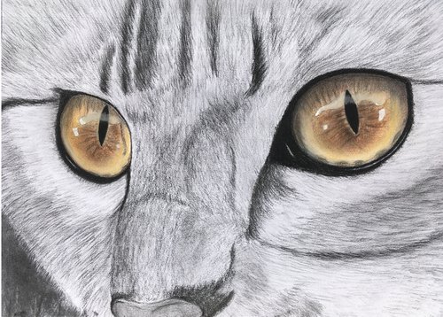 Cat's eyes by Ruth Searle