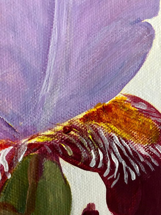 Iris flower spring, garden, botanical