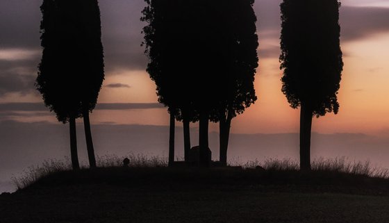 Tuscan cypress trees circle