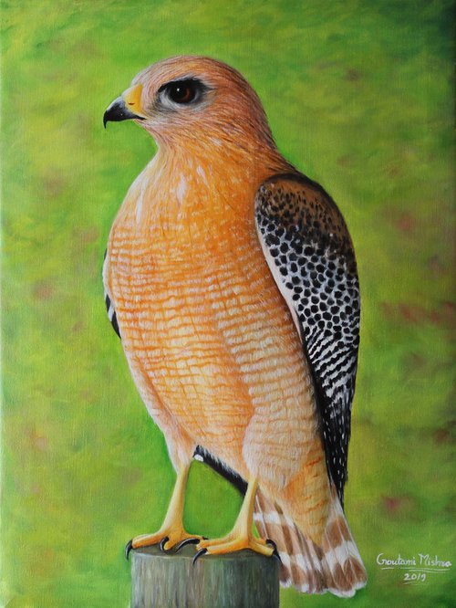 Hawk - A bird by Goutami Mishra