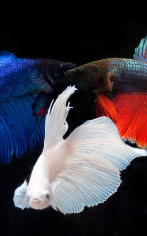 Triple Betta by MICHAEL FILONOW