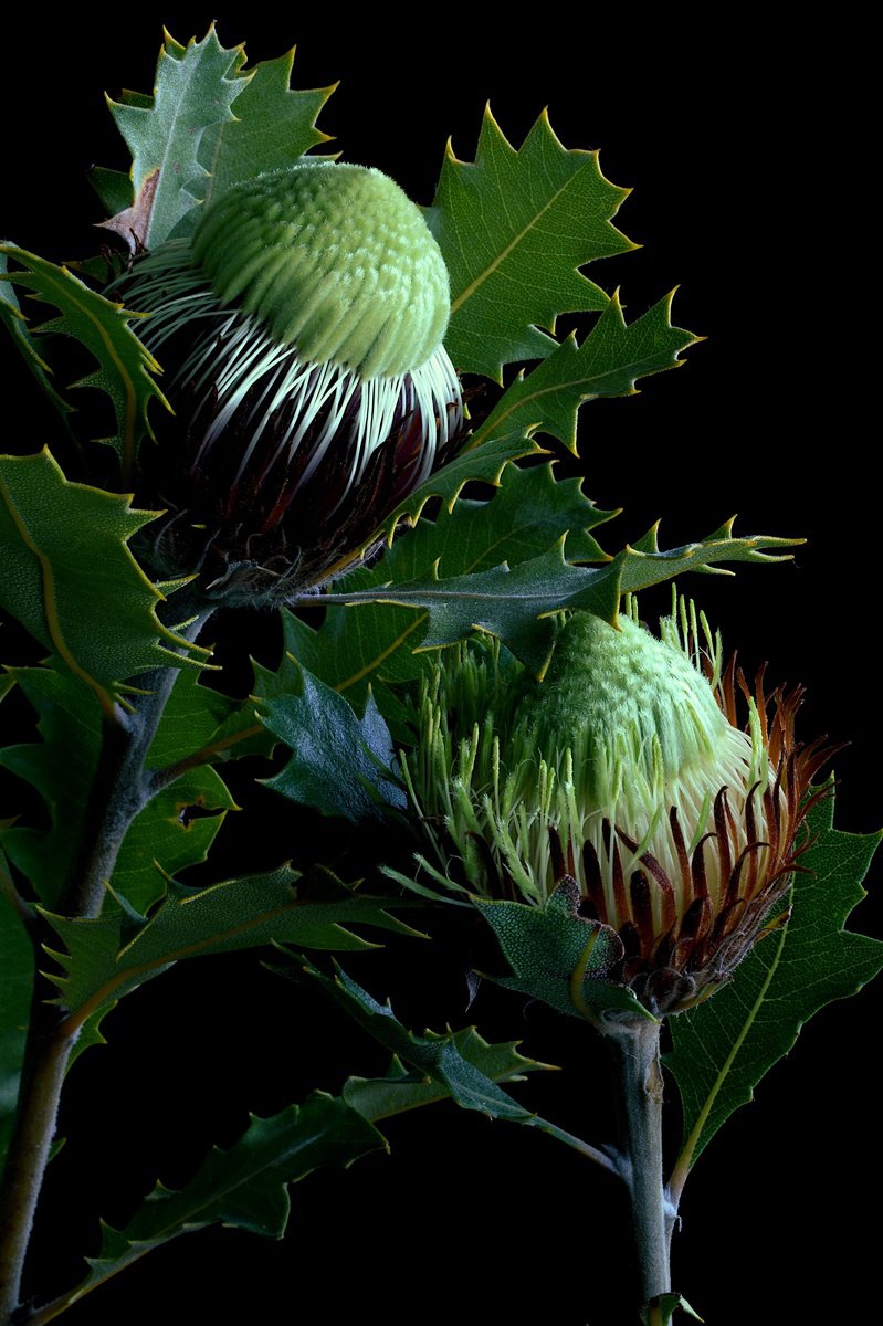 Photorealistic Photograph , Banksia Heliantha By Nadia Culph, 24 X 35, Artwork For Sale On Artfinder