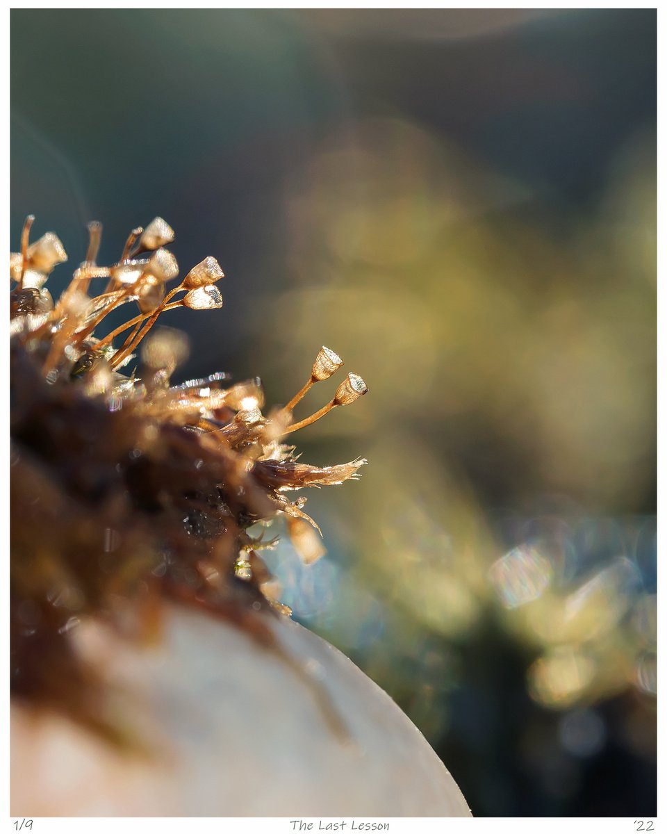 The Last lesson - art photo of a moss sporangium, Sweden, 2022 by Inna Etuvgi