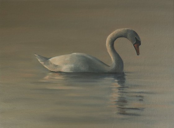 Water Swan at Dusk