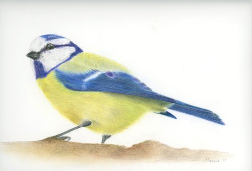 Blue tit by Maxine Taylor