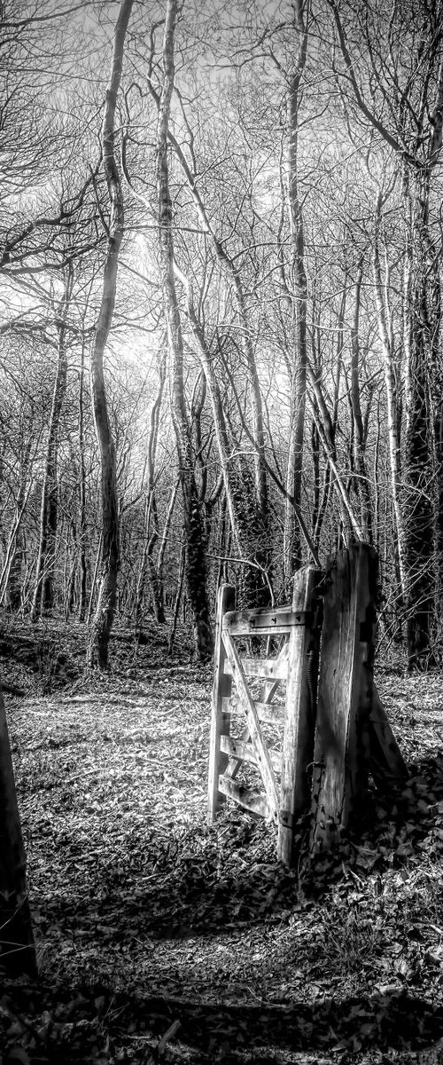 Gate to the Trees... by Martin  Fry