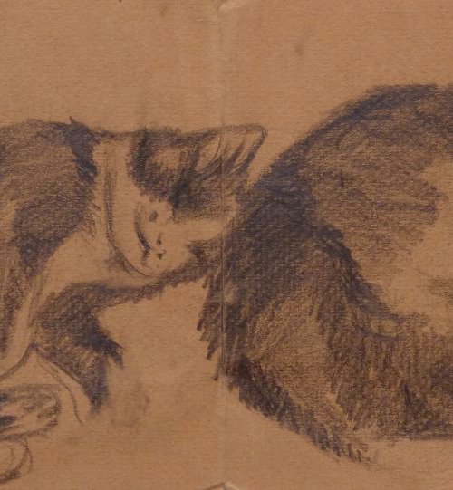 Double Sleepy Cat, life drawing 33x15 cm by Frederic Belaubre