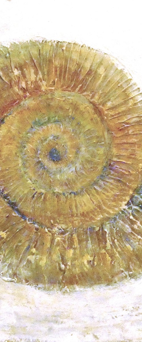 Life Traces - Ammonite by Peter Gaskin