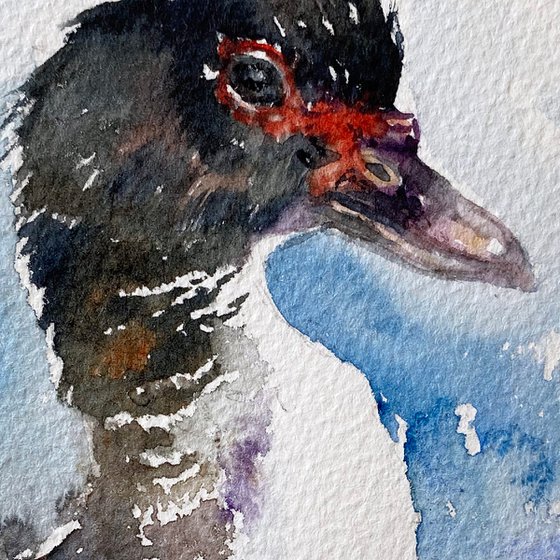 Black neck Duck