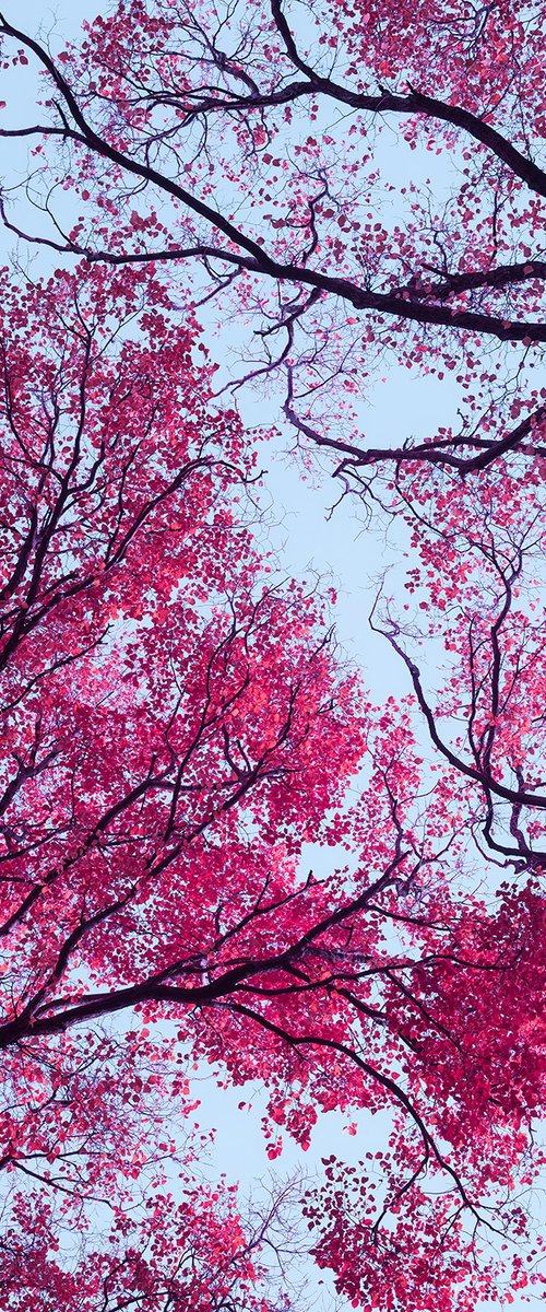 Lucid Bloom by Nick Psomiadis