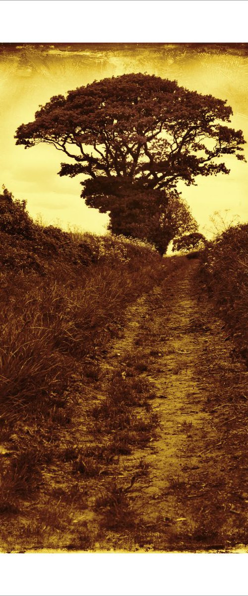 Vintage footpath and Tree. by Martin  Fry