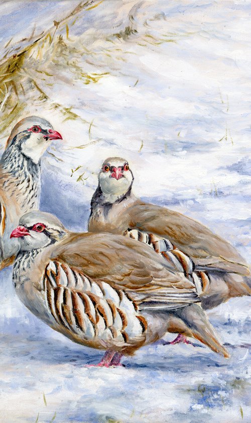 Red-legged partridge in snow by Una Hurst