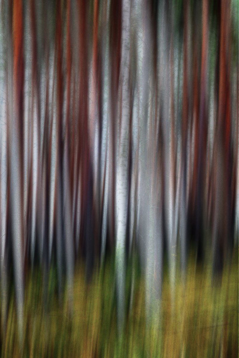 Abstract Photograph By Karim Carella, 24 X 33", Metsa? (Studio 4), Original Artwork