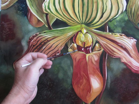 Ladyslipper orchid