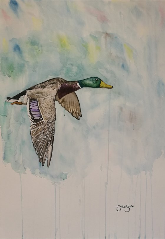 Soar ( on paper ) Free Shipping