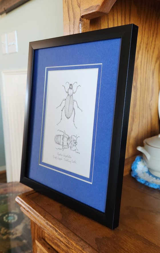 Rough-lipped Darkling Beetle