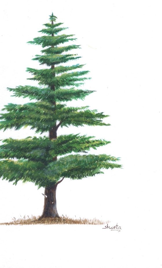 Himalayan Cedar Tree II
