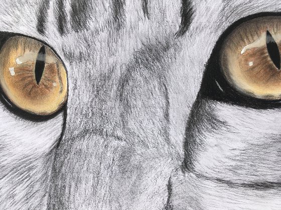 Cat's eyes